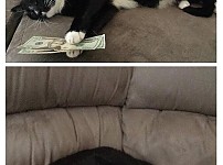 고양이에게 돈을 맡긴 아버지